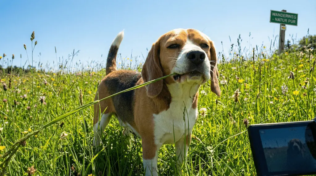 Ein Hund frisst Gras