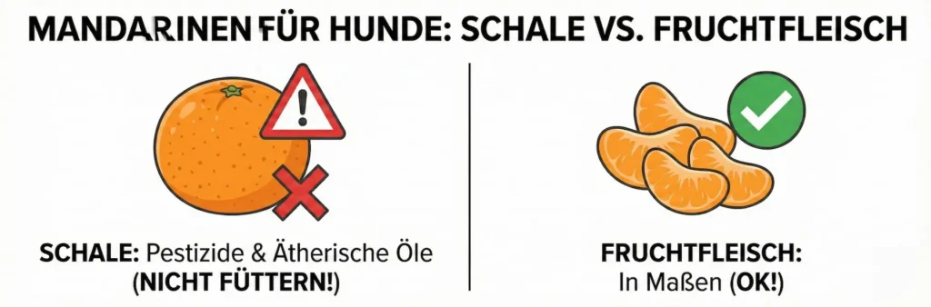 Grafik: Mandarine geschält (Grüner Haken). Mandarine mit Schale (Rotes Kreuz). Text: 'Nur reifes Fruchtfleisch füttern'.