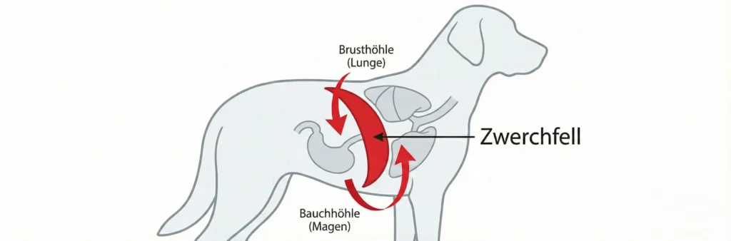 Schemazeichnung Hundekörper: Lage des Zwerchfells zwischen Lunge und Magen. Pfeile zeigen den Druck durch vollen Magen.
