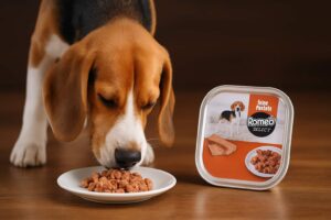 Ein Hund frisst das Nassfutter von Aldi von einem Teller.
