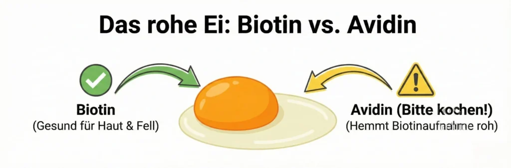 Grafik eines aufgeschlagenen Eis. Pfeil auf Eigelb: 'Roh & Gekocht super (Biotin)'. Pfeil auf Eiweiß: 'Roh enthält Avidin (Biotin-Räuber) -> Besser kochen!'.