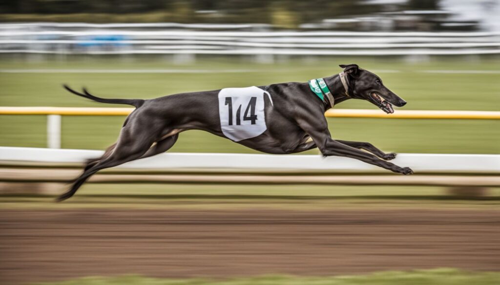 Ein eleganter Greyhound rennt auf einer Rennstrecke mit Anmut.