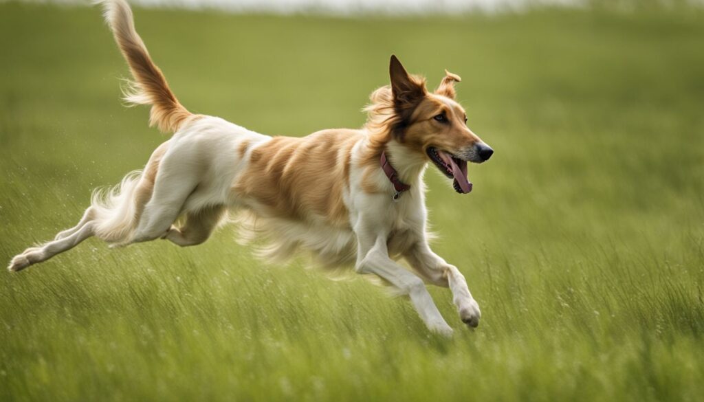 Der ungarische Windhund rennt elegant und schnell über grüne Felder.