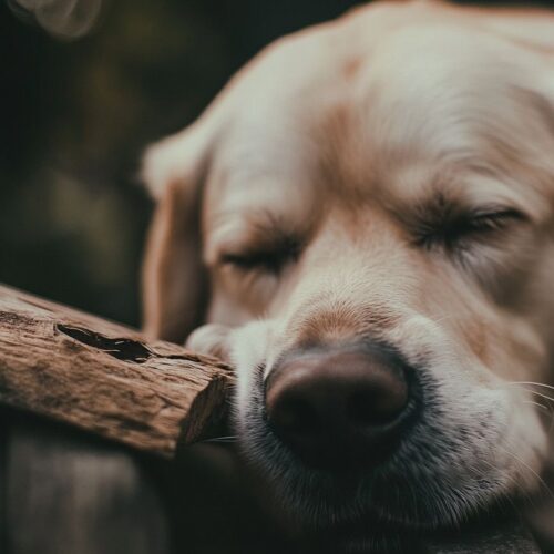Hund frisst Holz