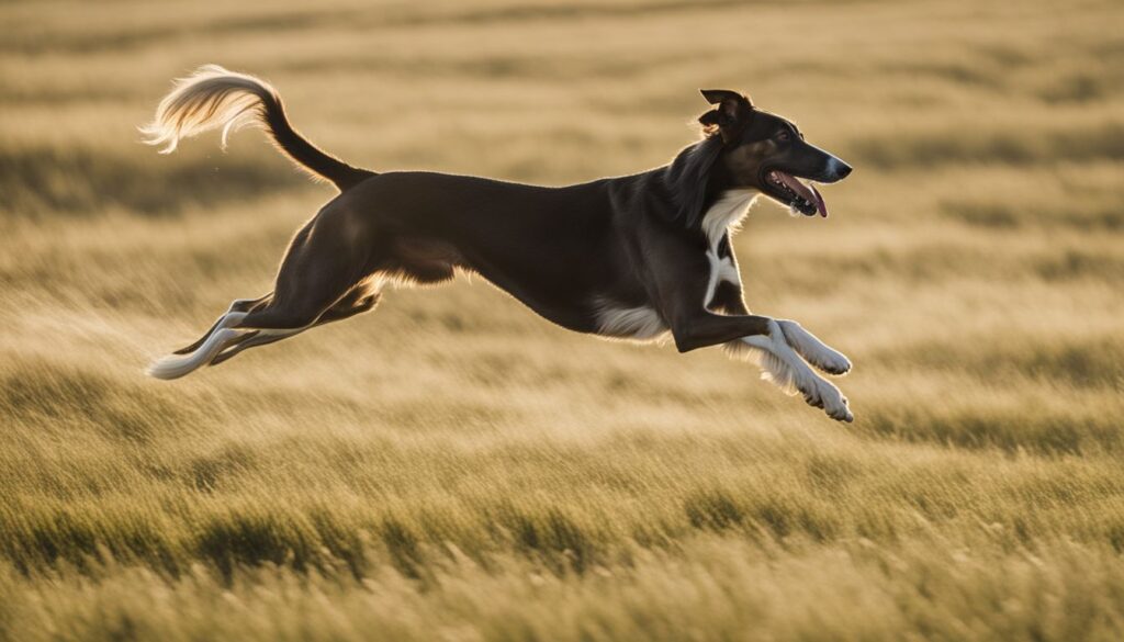 Ein gesunder Windhund rennt frei in einem weiten Feld.