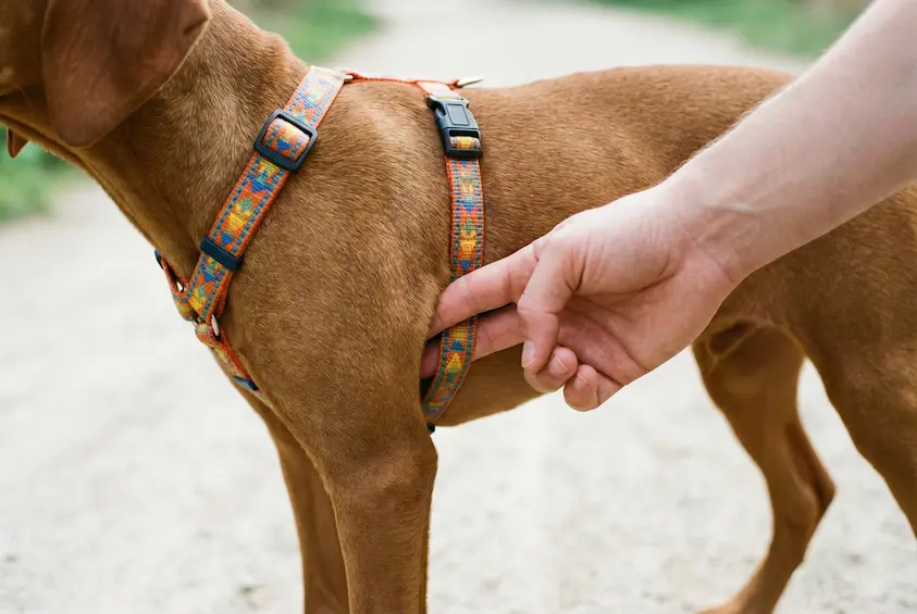 Nahaufnahme von der Seite: Ein Welpe trägt ein gut sitzendes Y-Geschirr. Man sieht deutlich, dass die Schulter frei ist und der Bauchgurt genug Abstand zu den Achseln hat