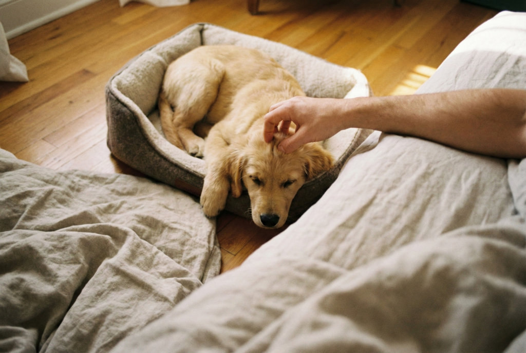 Nahaufnahme: Eine Hand hängt aus dem Bett und krault einen Welpen, der friedlich in seinem Körbchen direkt neben dem Bett liegt