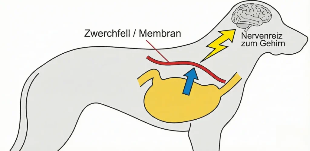 Vereinfachte Grafik: Anatomie Hund. Magen drückt gegen Zwerchfell -> Nervenimpuls -> Zwerchfell zuckt -> Schluckauf