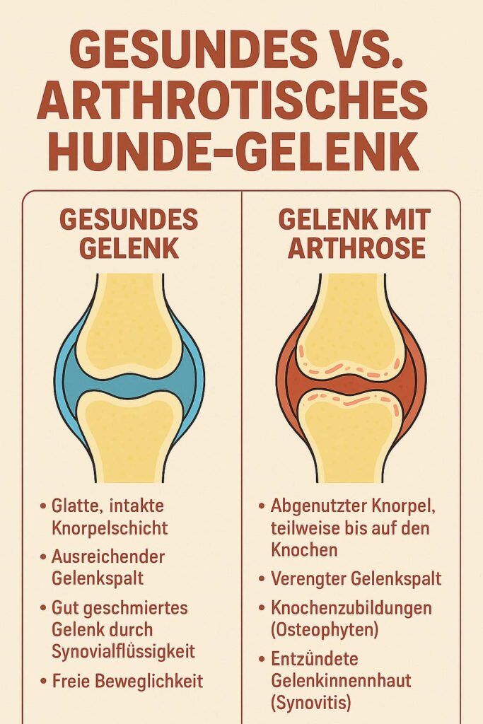 Eine Infografik, die den Unterschied zwischen einem gesunden Hunde-Gelenk und einem von Arthrose betroffenen Gelenk zeigt.