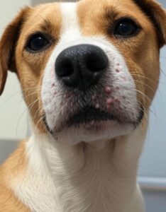 Hund mit Herpes