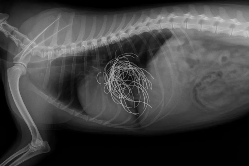Röntgenaufnahme der Lunge eines Hundes, die einen schweren Herzwurmbefall zeigt