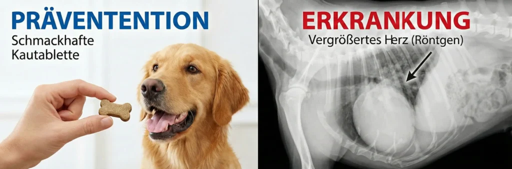 Vergleich: Eine kleine Tablette (Prävention) gegen Röntgenbild mit vergrößertem Herz (Krankheit)