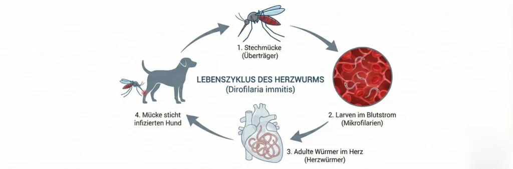 Grafik Zyklus: 1. Mücke sticht, 2. Larven wandern (Monate), 3. Adulte Würmer im Herz, 4. Produktion neuer Larven.