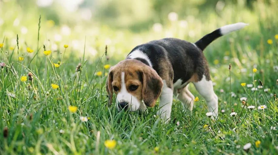 Ein neugieriger Beagle-Welpe schnuppert intensiv im hohen Gras, der Hintergrund ist eine unscharfe Frühlingswiese