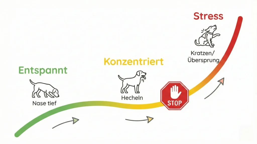 Diagramm zeigt Leistungskurve eines Hundes. Grüner Bereich: Fokus. Gelber Bereich: Stresssignale. Roter Bereich: Frust/Abschalten. Pfeil markiert den idealen Abbruchpunkt im gelben Bereich.
