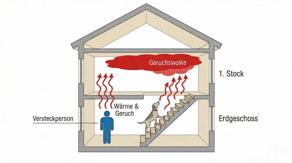 Querschnitt eines Hauses: Warme Luft mit Geruchspartikeln (rot) steigt das Treppenhaus hoch, obwohl die Person (blau) im Erdgeschoss ist