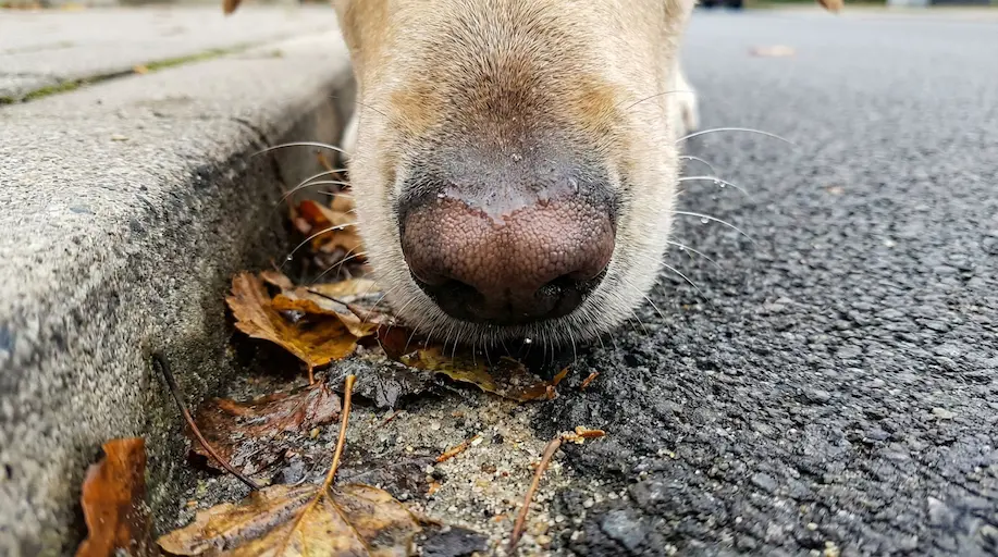 Nahaufnahme eines Hundes, der intensiv an der Kante zwischen Bürgersteig und Straße (Rinnstein) schnüffelt