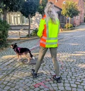 Der Hund bleibt stehen und versucht die richtige Spur zu finden.