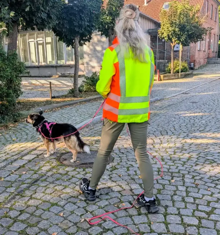 Der Hund bleibt stehen und versucht die richtige Spur zu finden.