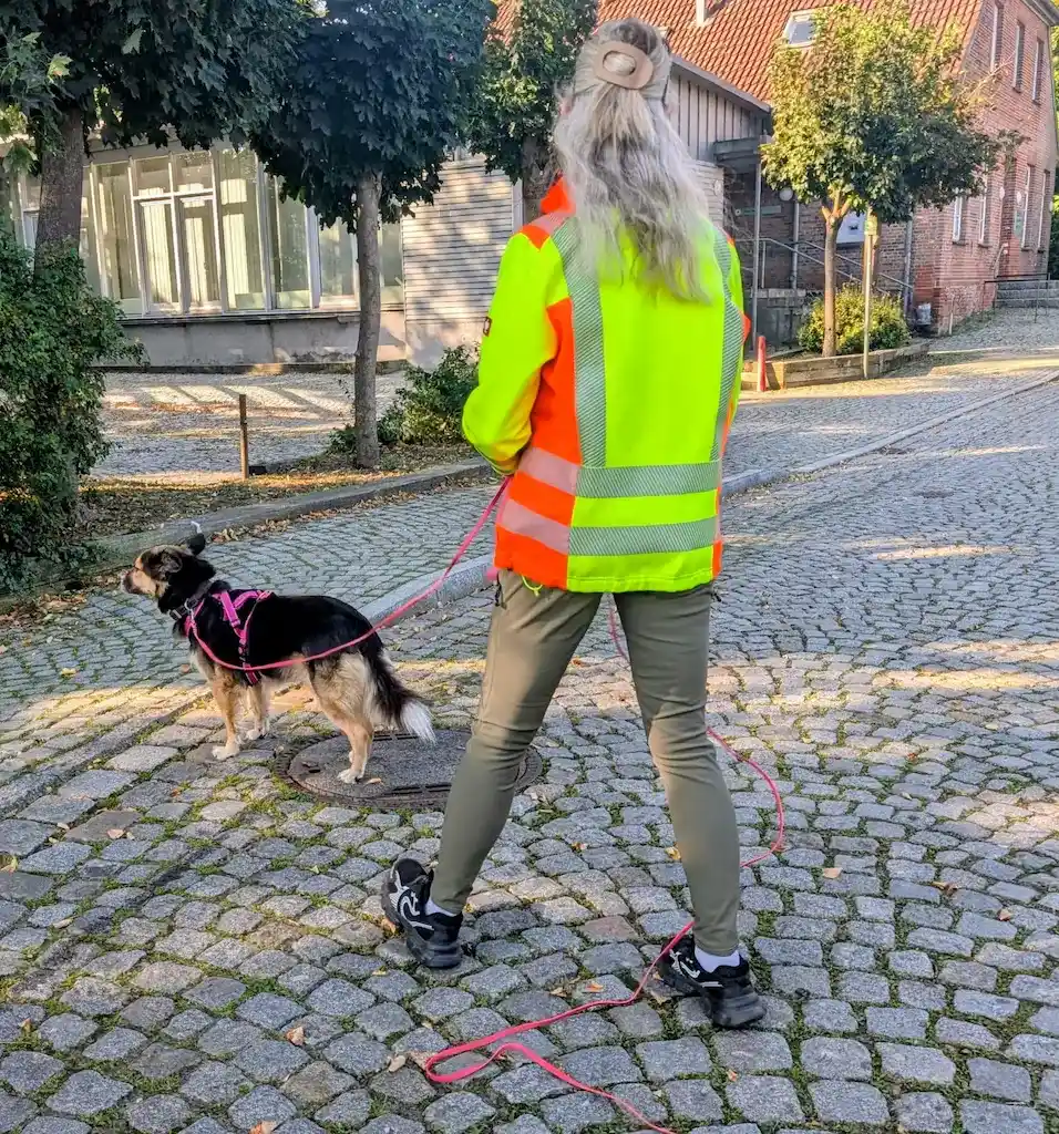 Der Hund bleibt stehen und versucht die richtige Spur zu finden.