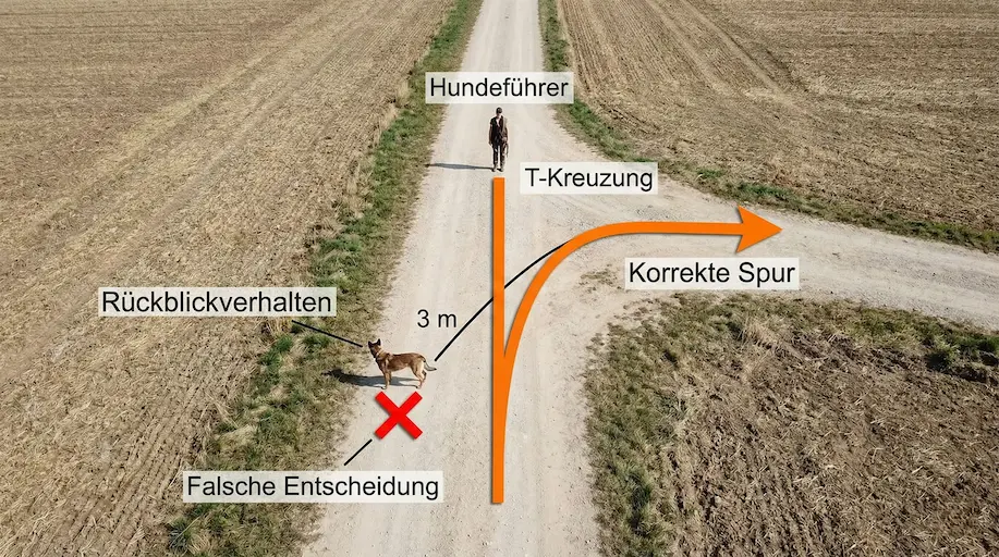 Vogelperspektive einer T-Kreuzung: Hund läuft nach links (rot = falsch), stoppt, dreht um und läuft nach rechts (grün = richtig)