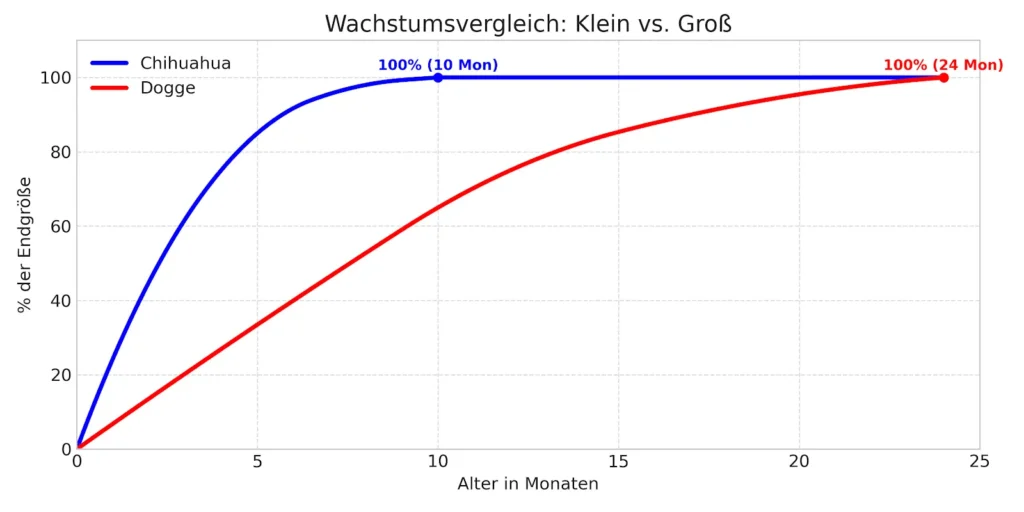 Liniendiagramm: Vergleich von Chihuahua (kurve flacht früh ab, mit 10 Monaten fertig) vs. Dogge (Kurve steigt lange an, erst mit 24 Monaten fertig)