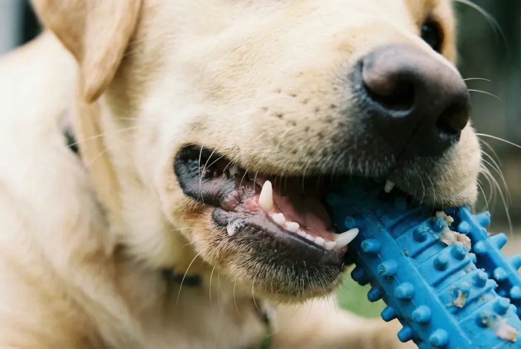 Nahaufnahme: Ein Junghund kaut genüsslich auf einem speziellen Noppen-Spielzeug für den Zahnwechsel. Man sieht eine kleine Zahnlücke