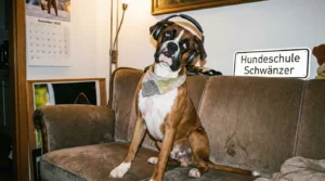 Hund in Pupertät hört nicht