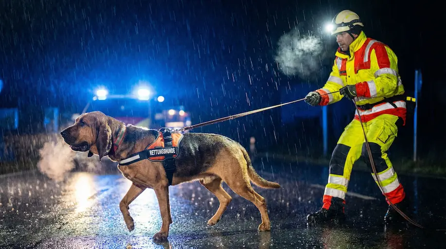 Ein Mantrailer im Realeinsatz bei Regen