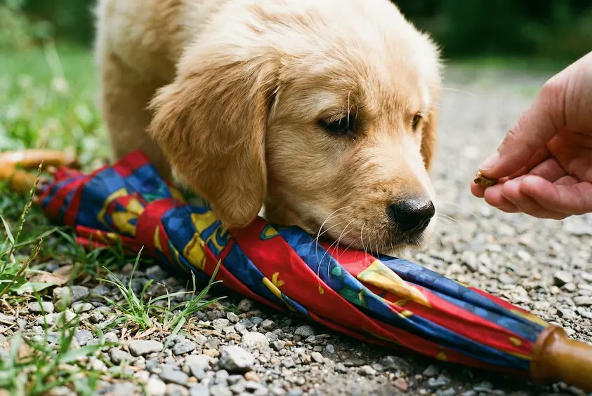 Nahaufnahme aus der Froschperspektive: Ein Welpe schnuppert vorsichtig und neugierig an einem bunten Regenschirm, der auf dem Boden liegt, während eine Hand ihm ein Leckerli reicht